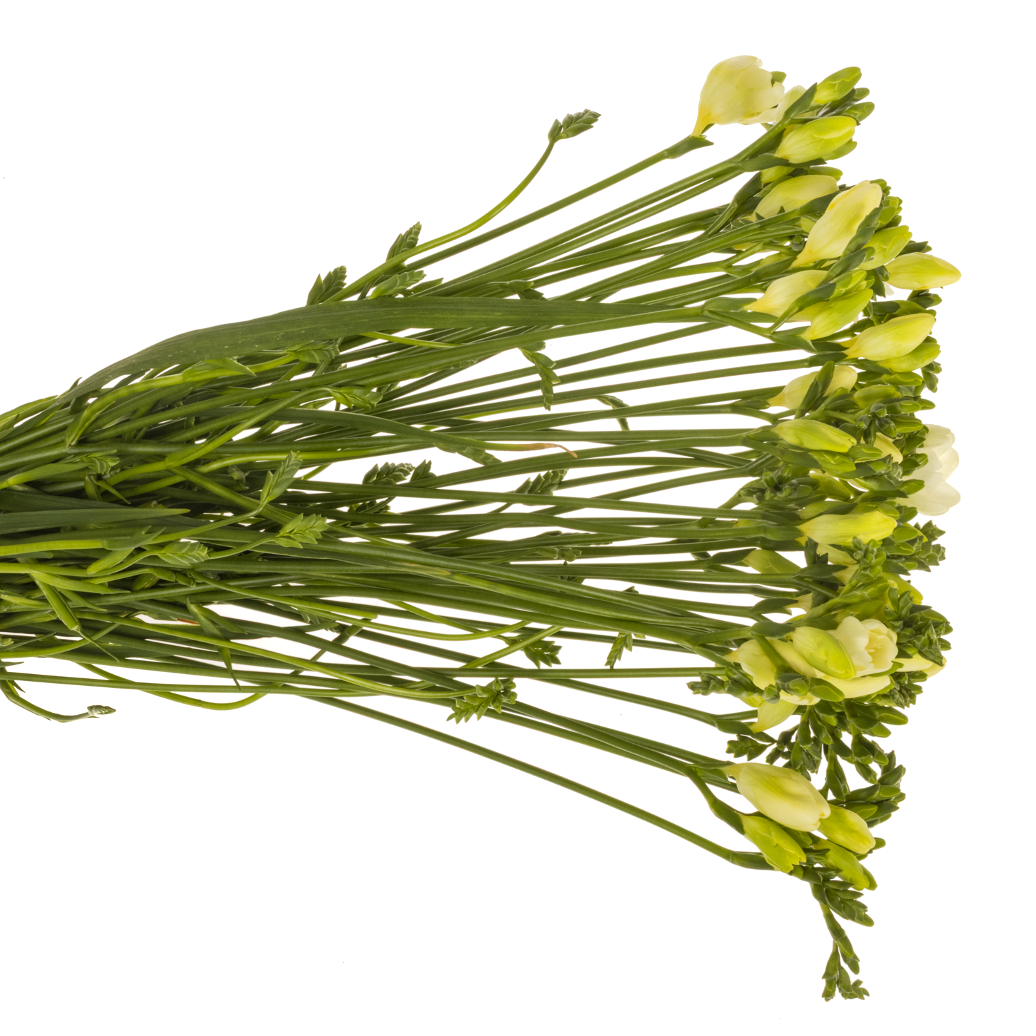 Freesie weiss Ambiance 16 Gramm