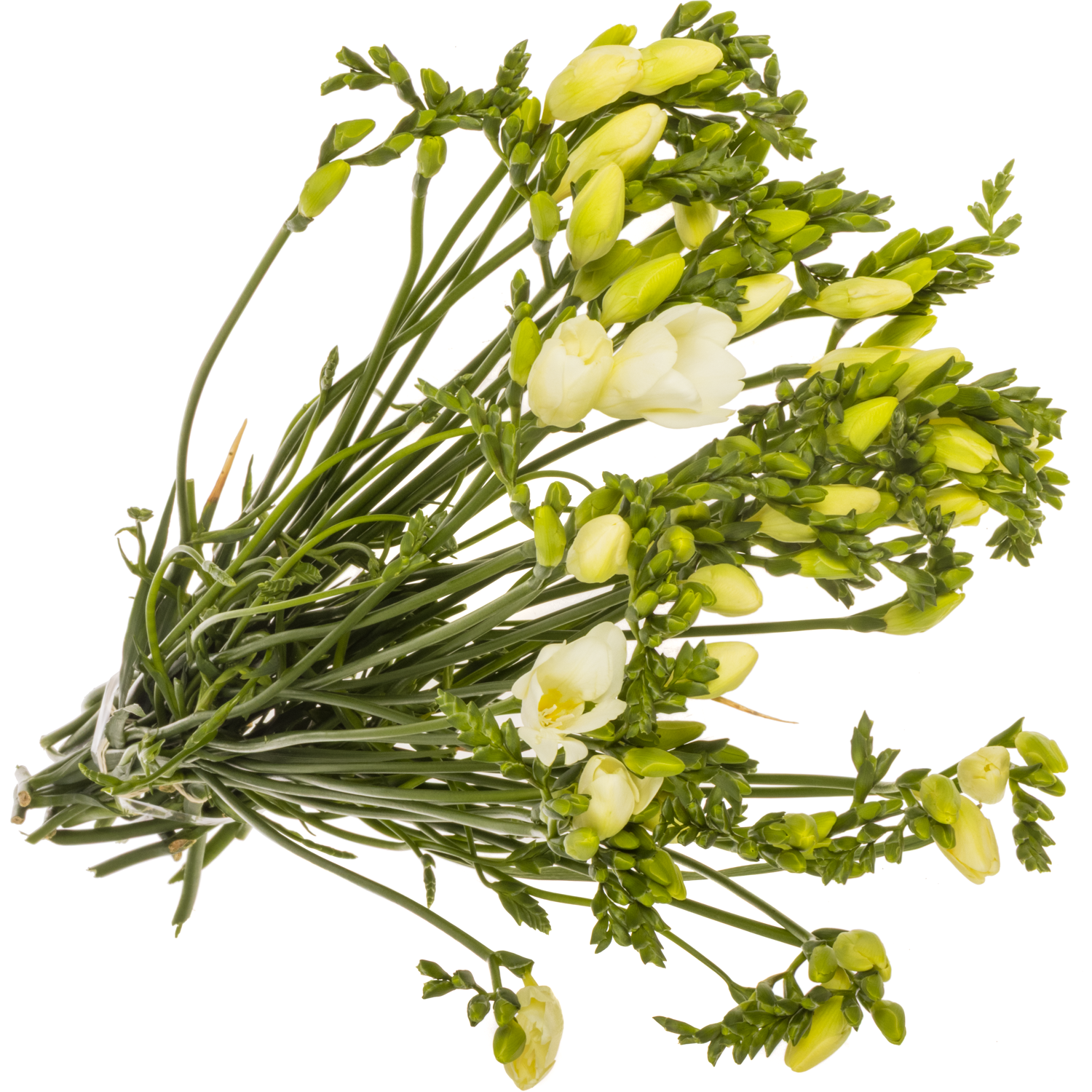 Freesie weiss Ambiance 16 Gramm