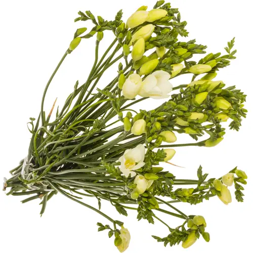 Freesie weiss Ambiance 16 Gramm