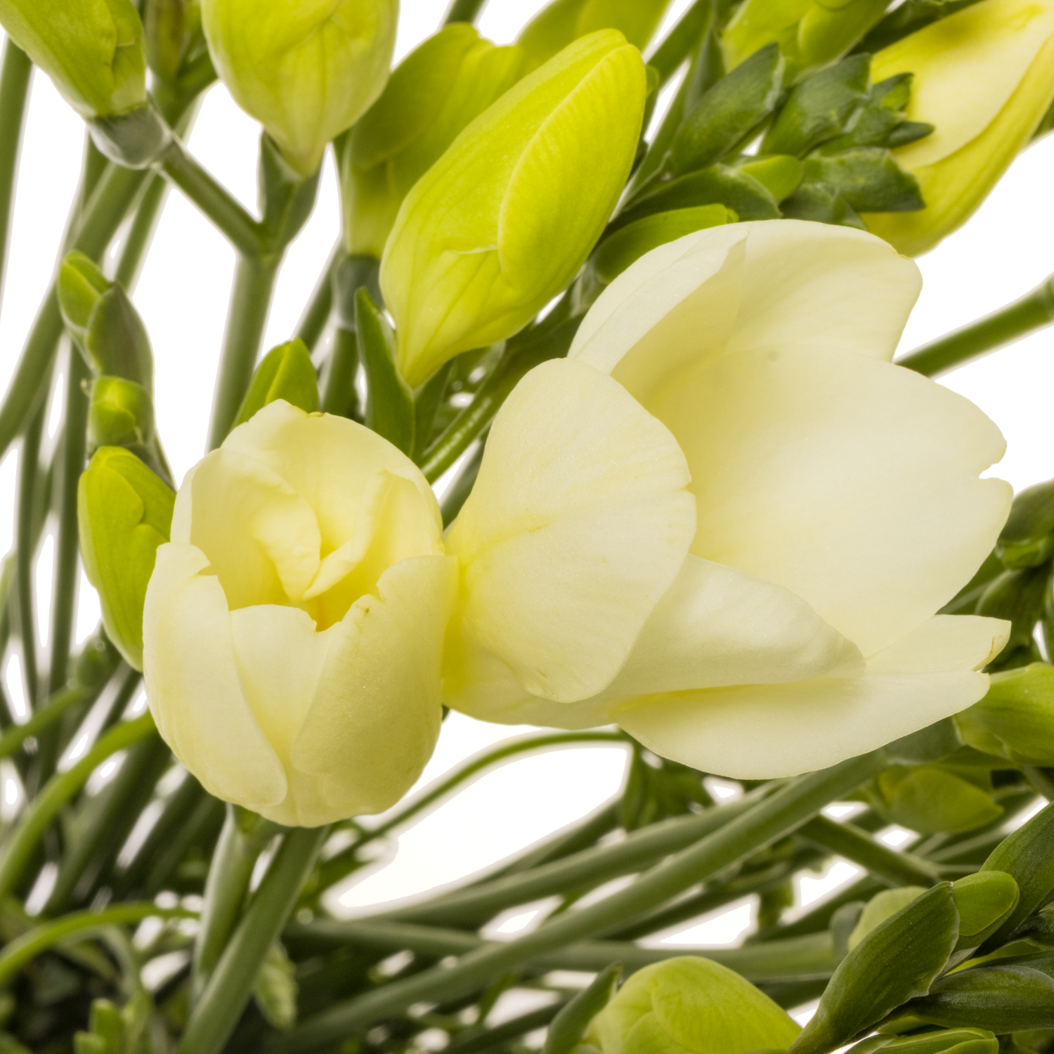 Freesie weiss Ambiance 16 Gramm