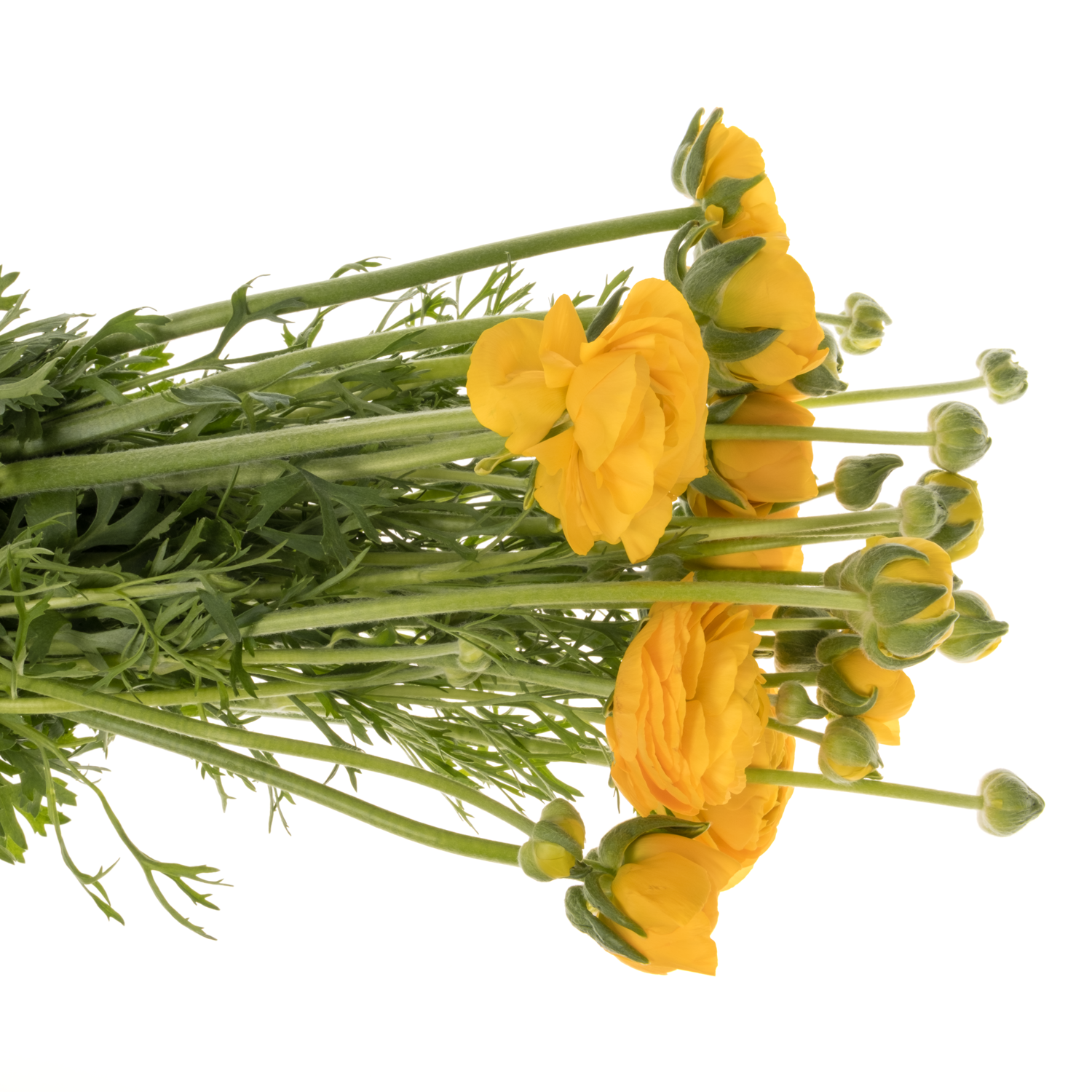 Ranunkel gelb yellow Azuur 45 Gramm 45cm