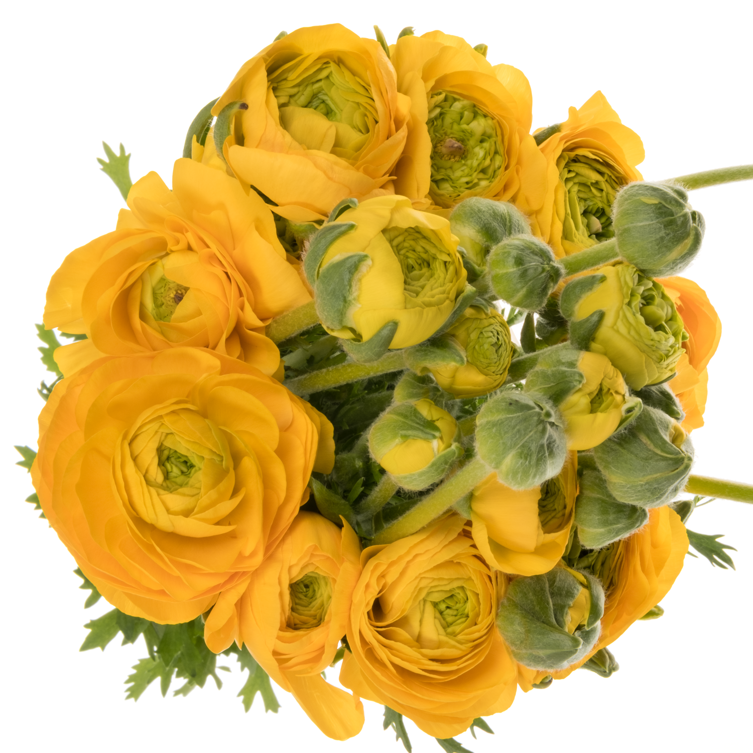 Ranunkel gelb yellow Azuur 45 Gramm 45cm