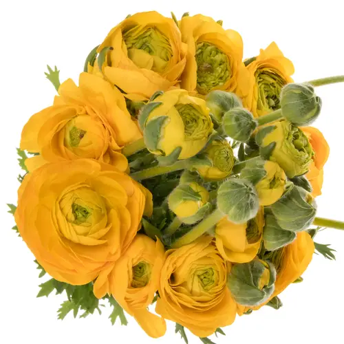 Ranunkel gelb yellow Azuur 45 Gramm 45cm