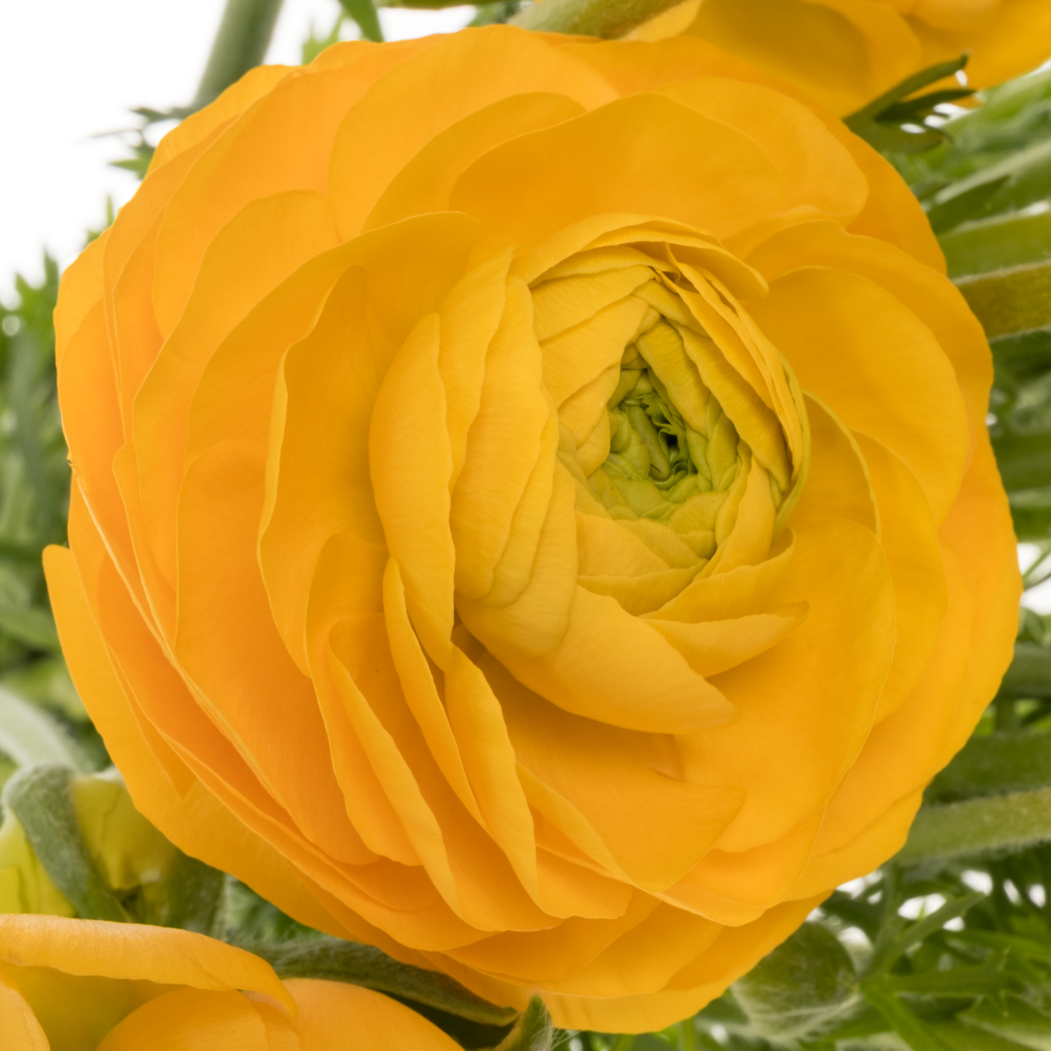 Ranunkel gelb yellow Azuur 45 Gramm 45cm