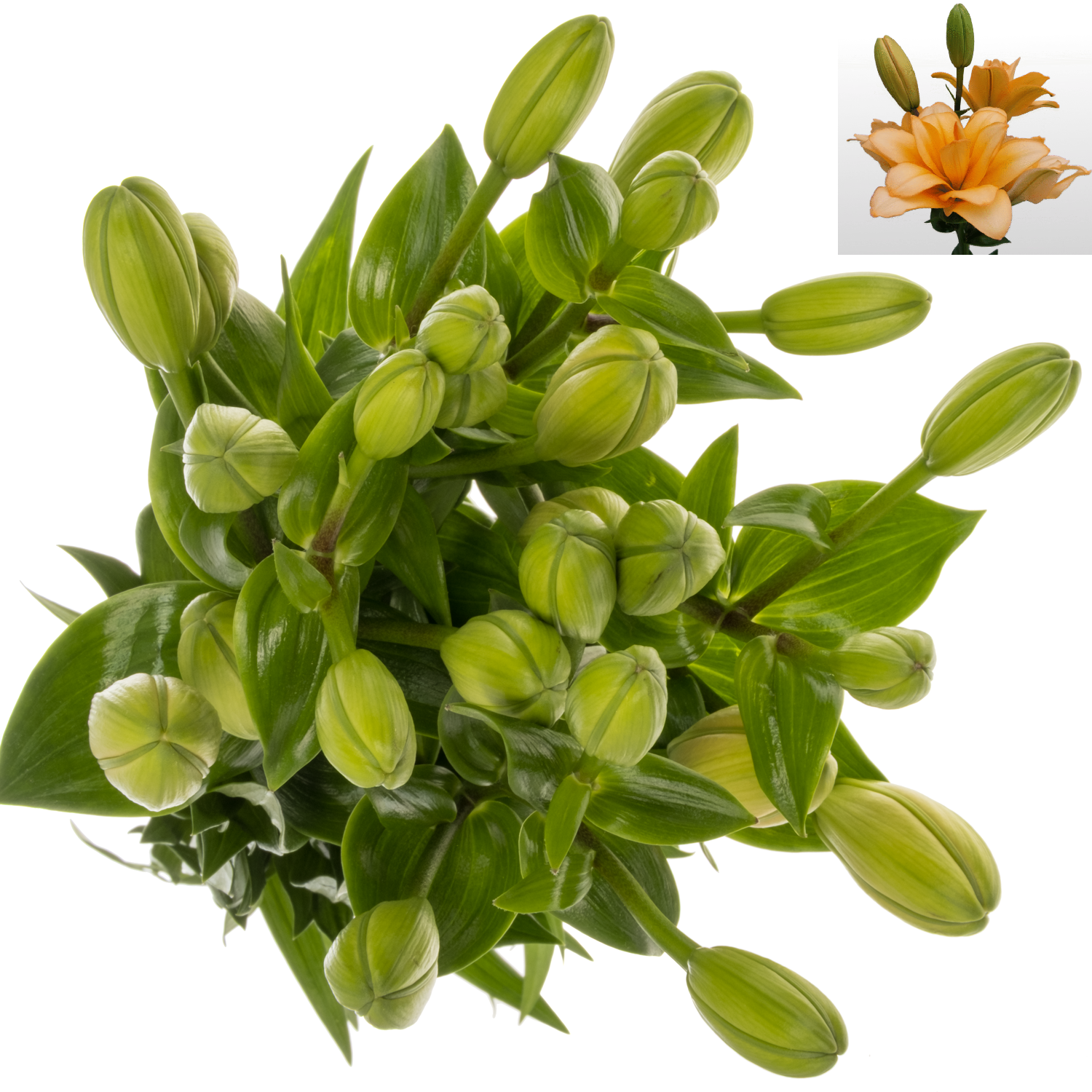 Lilie asiatisch apricot TWINNY PEACH 5+ 100cm