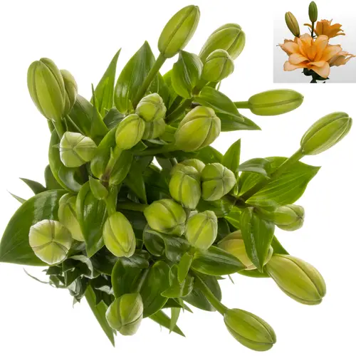 Lilie asiatisch apricot TWINNY PEACH 5+ 100cm