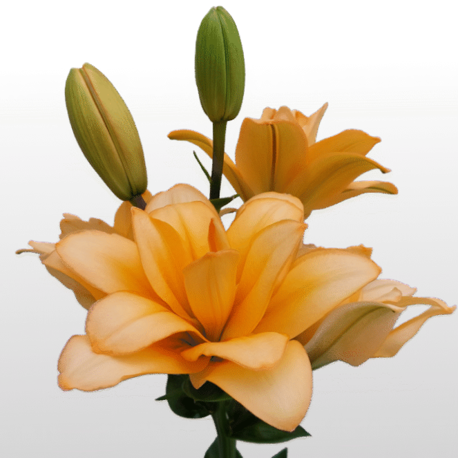 Lilie asiatisch apricot TWINNY PEACH 5+ 100cm