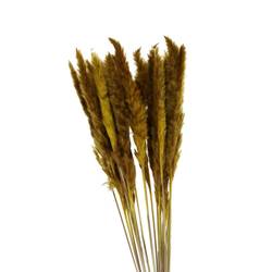 Trocken Pampasgras Fluffy gelb L80cm