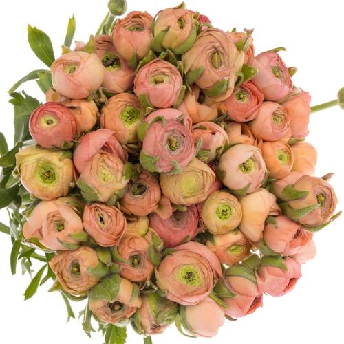 Ranunkel apricot Elegance Salmon 45cm x 50 Israel