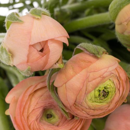 Ranunkel apricot Elegance Salmon 45cm x 50 Israel