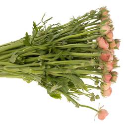 Ranunkel apricot Elegance Salmon 45cm x 50 Israel