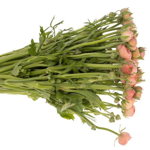 Ranunkel apricot Elegance Salmon 45cm x 50 Israel