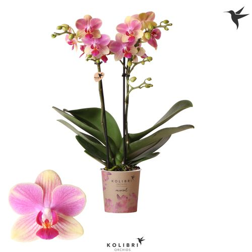 Phal.2-R France Kolibri T09 H30
