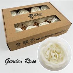 Seiden Wachs Gartenrose weiss