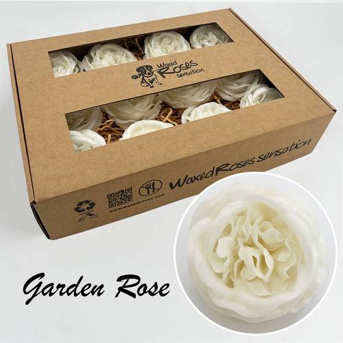 Seiden Wachs Gartenrose weiss
