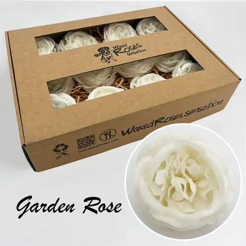 Seiden Wachs Gartenrose weiss
