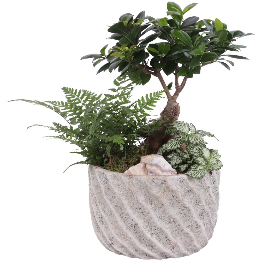 Bonsai.Arr YR620F0668 T20 H045