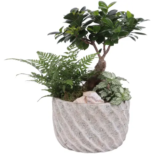 Bonsai.Arr YR620F0668 T20 H045