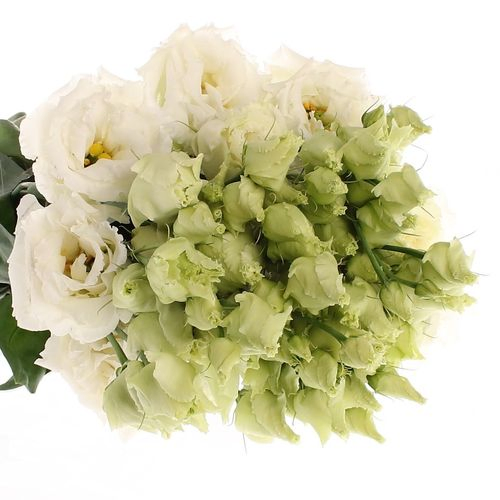 Lisianthus weiss Alissa 5+Blüte 70cm