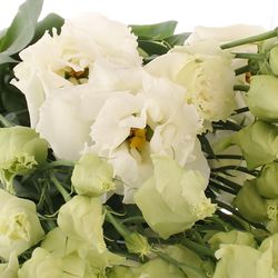 Lisianthus weiss Alissa 5+Blüte 70cm