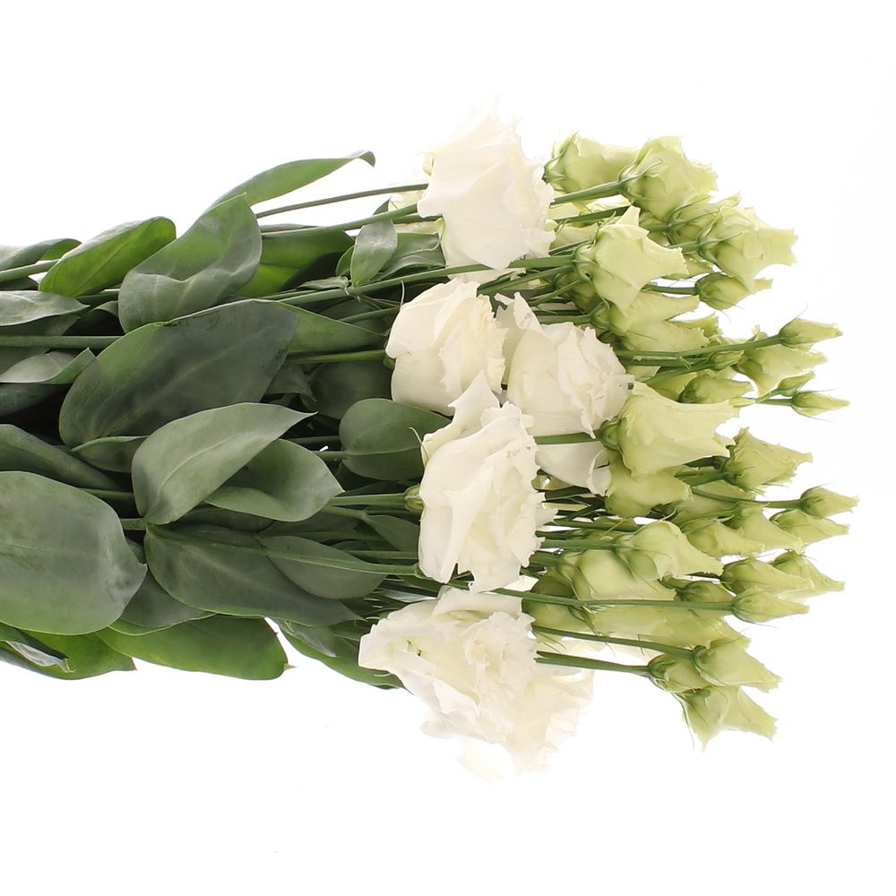 Lisianthus weiss Alissa 5+Blüte 70cm