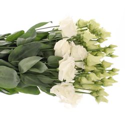 Lisianthus weiss Alissa 5+Blüte 70cm