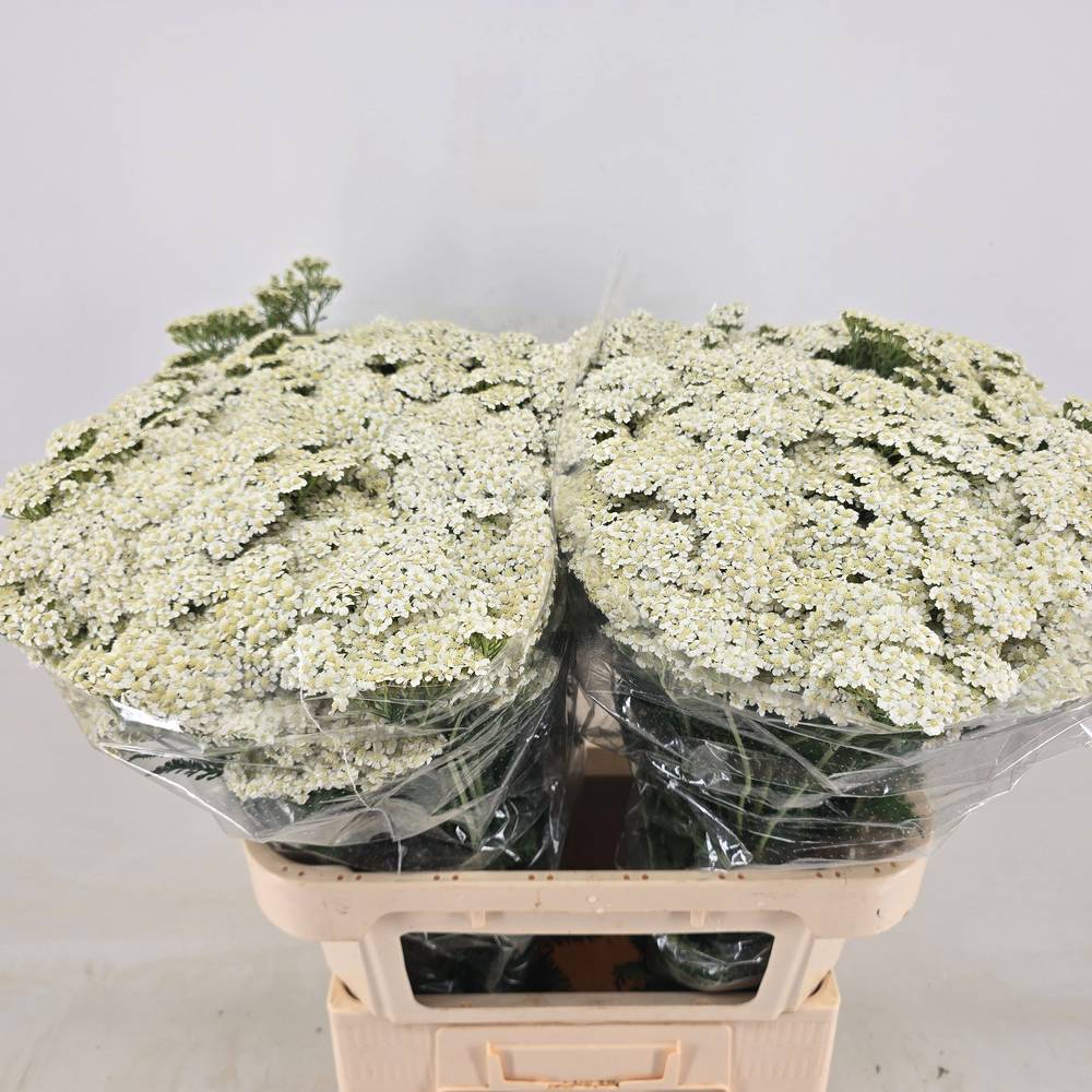 Achillea weiss Beauty 75cm