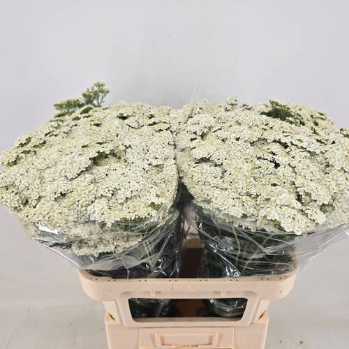 Achillea weiss Beauty 75cm