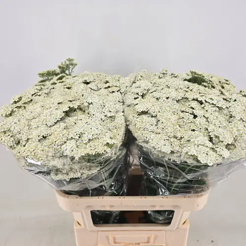 Achillea weiss Beauty 75cm