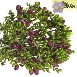 Freesie blau Palermo 24 Gramm