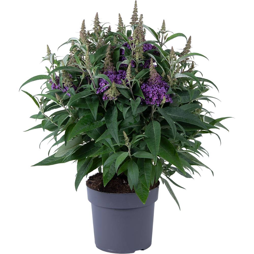 Buddleja Dav. lila Candy T19 H060