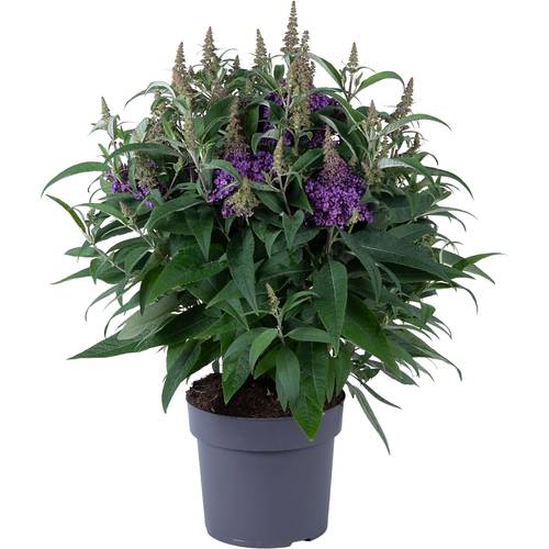 Buddleja Dav. lila Candy T19 H060