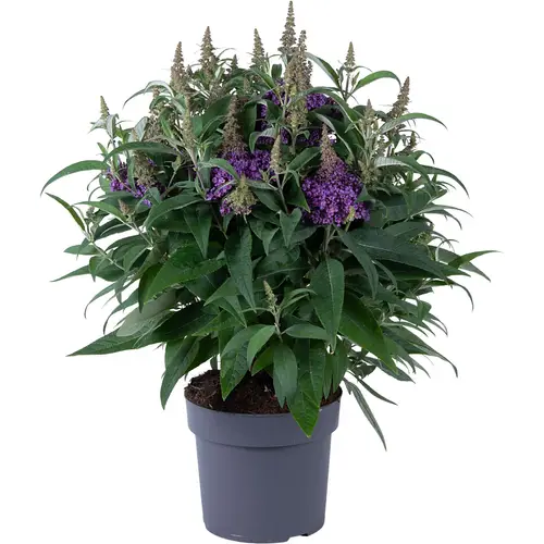 Buddleja Dav. lila Candy T19 H060