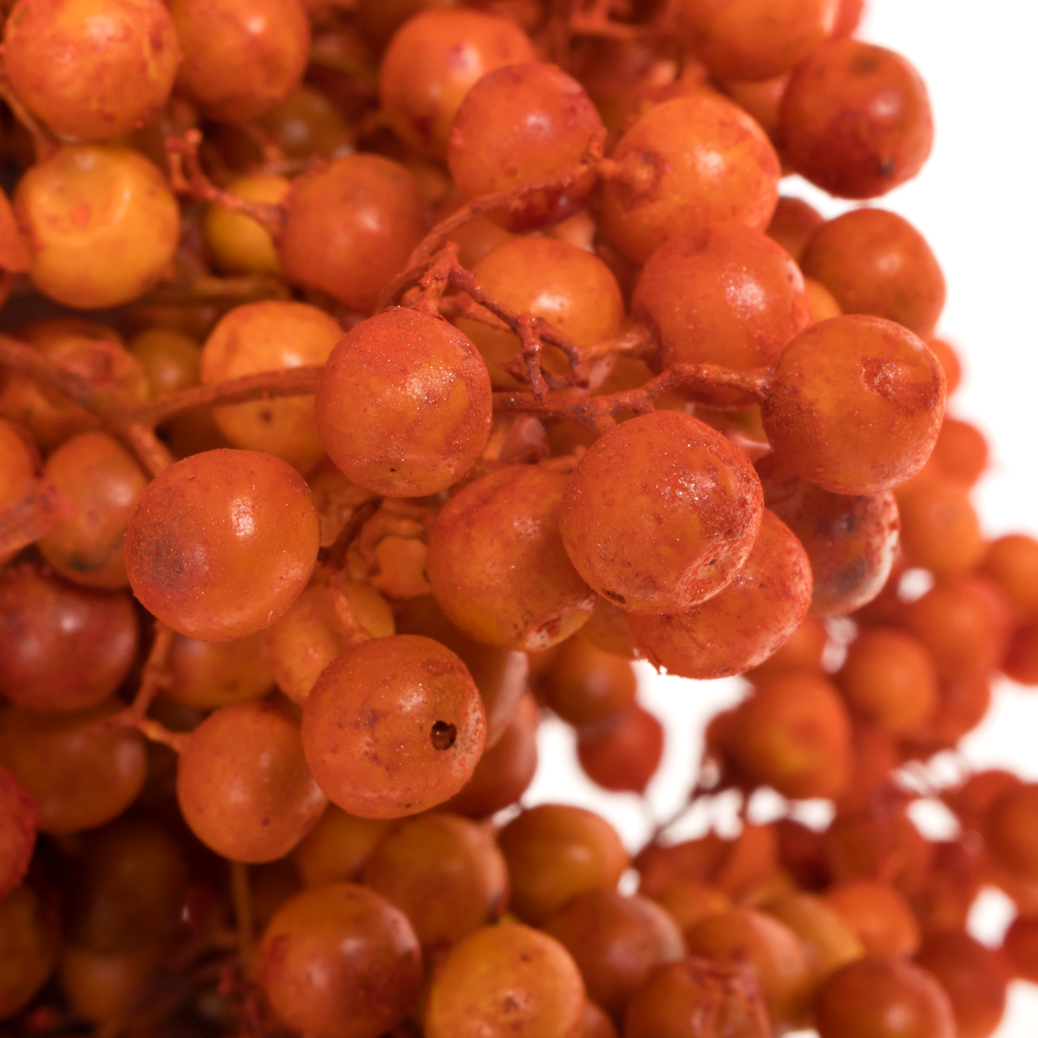 Pfeffer Berry orange gefärbt 175 Gramm