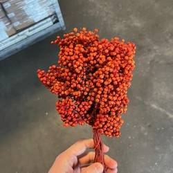 Pfeffer Berry orange gefärbt 175 Gramm