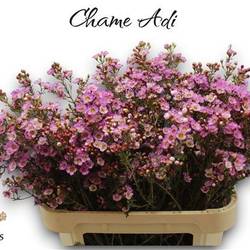 Wachsflower rosa Adi 55 Gramm 80cm