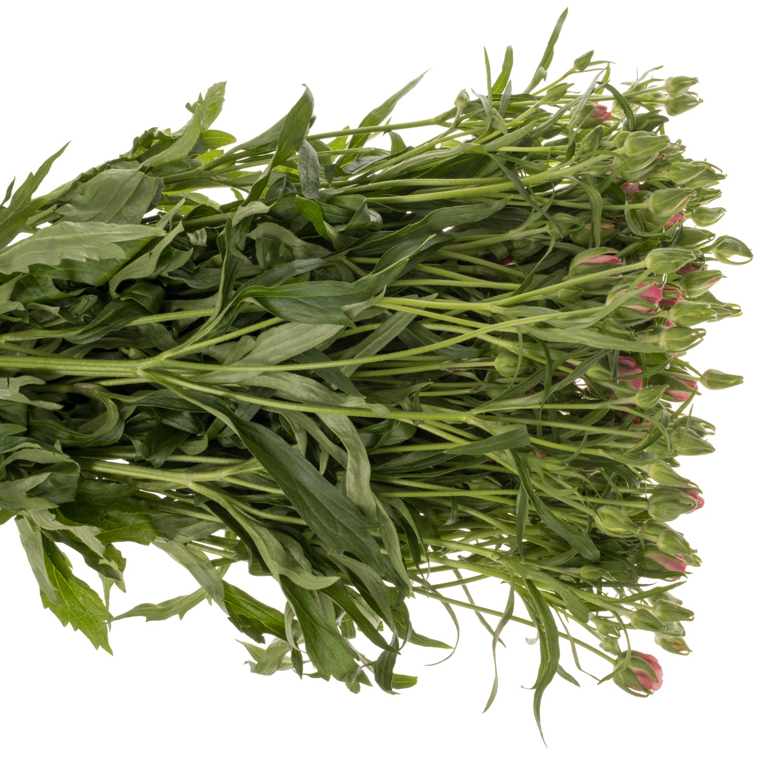 Ranunkel rosa/creme Butterfly Lycia 70 Gramm 70cm