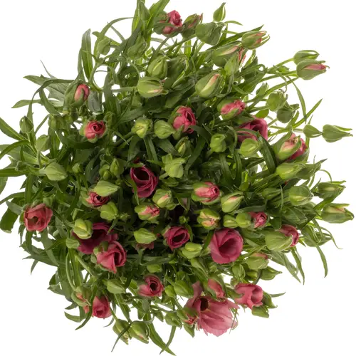 Ranunkel rosa/creme Butterfly Lycia 70 Gramm 70cm