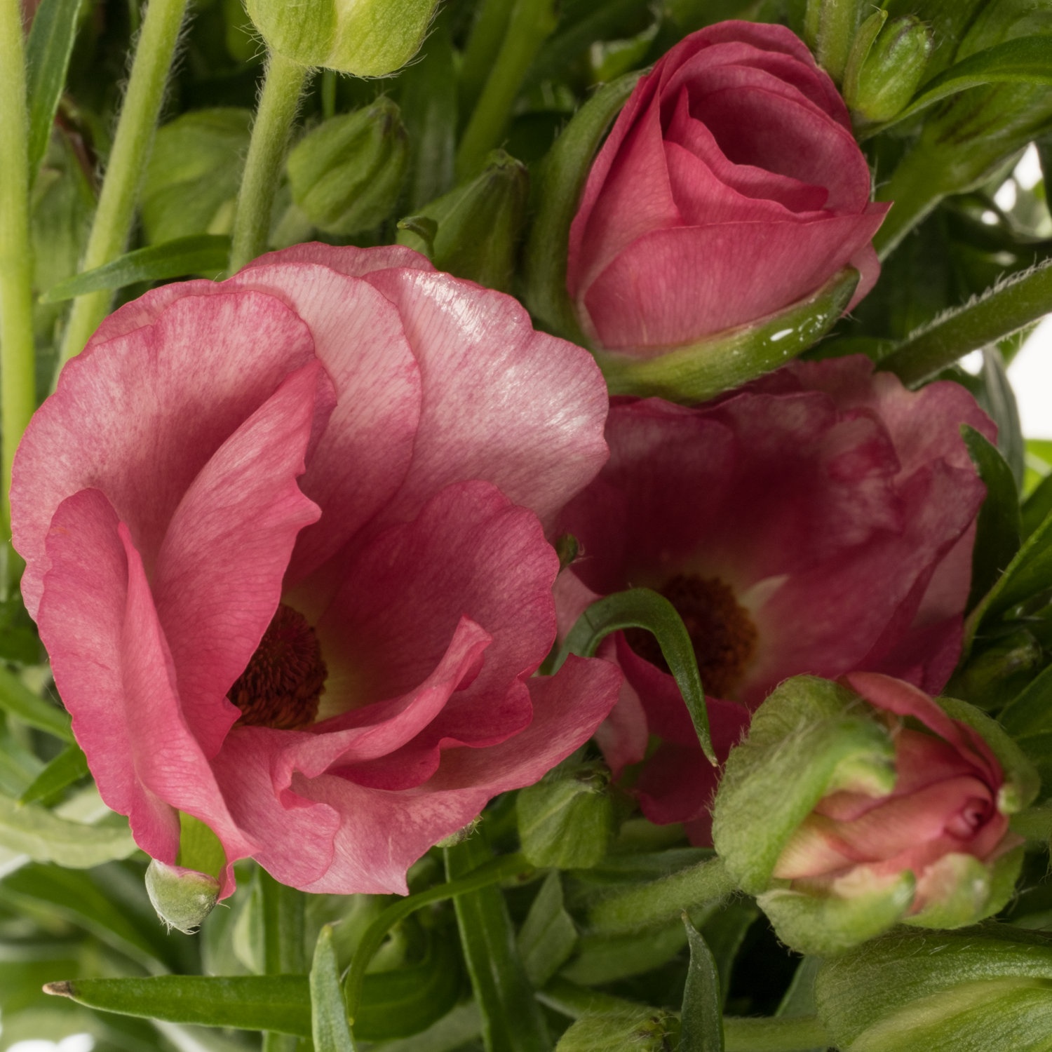 Ranunkel rosa/creme Butterfly Lycia 70 Gramm 70cm