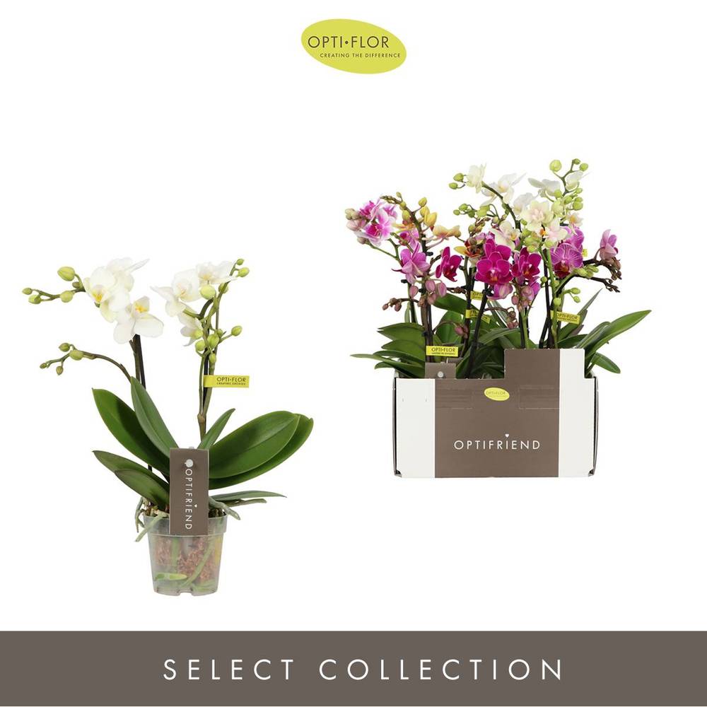 Phal.2-R mix T07 H025