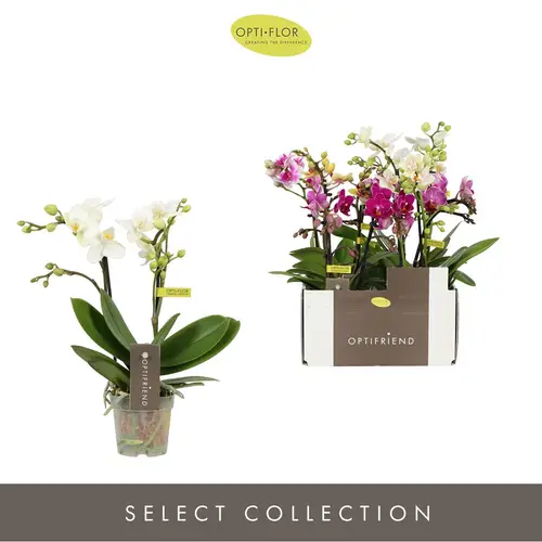 Phal.2-R mix T07 H025