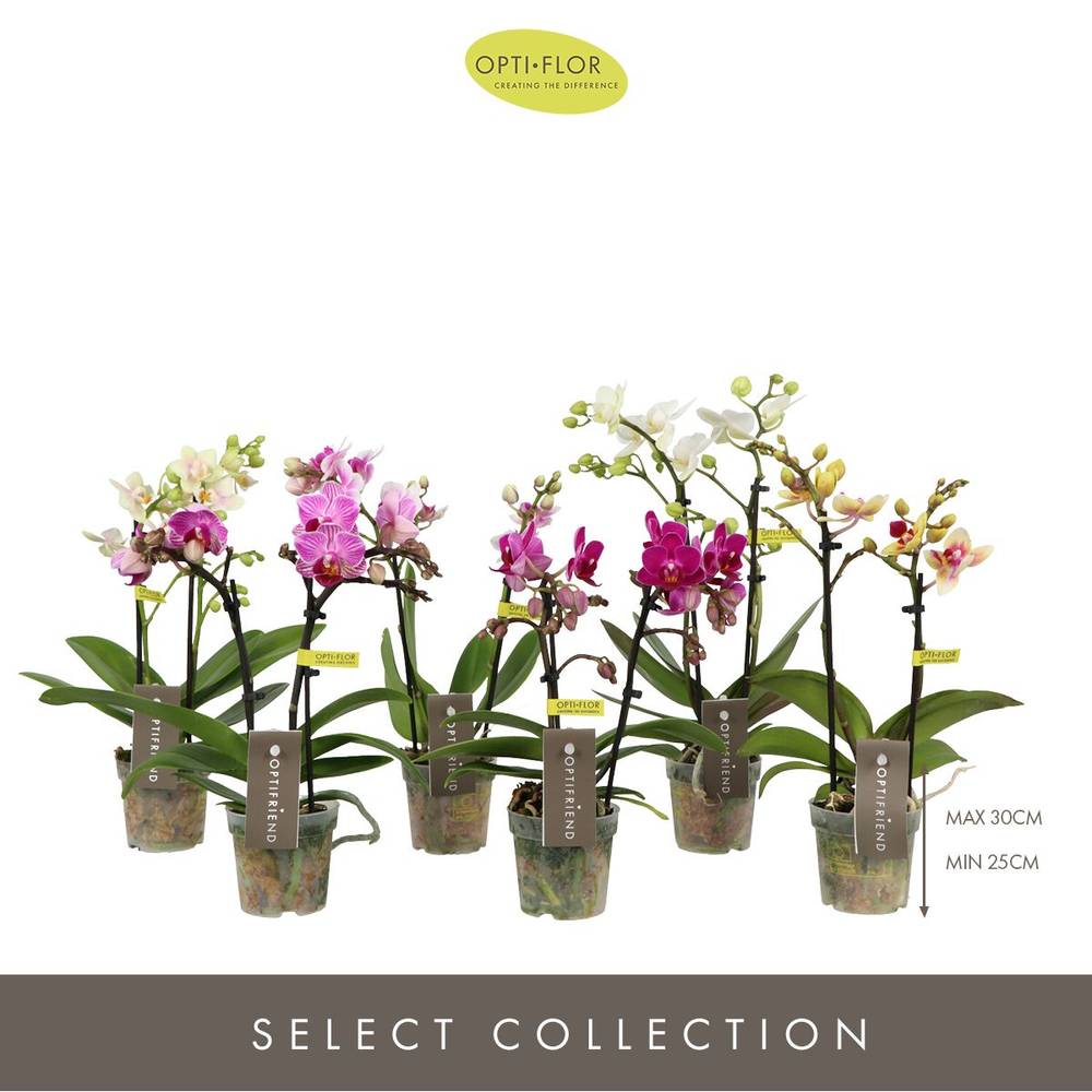 Phal.2-R mix T07 H025