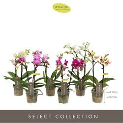 Phal.2-R mix T07 H025