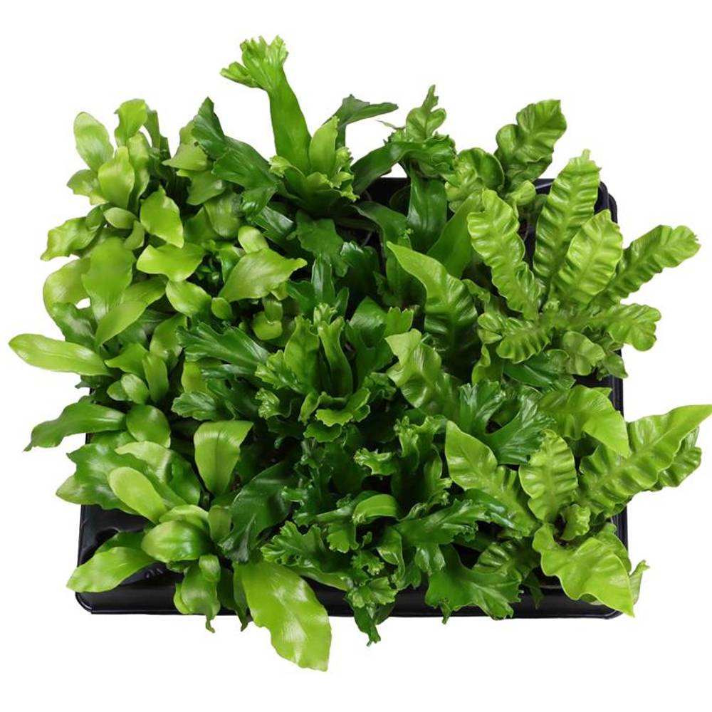 Asplenium mix T06 H015
