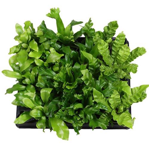 Asplenium mix T06 H015