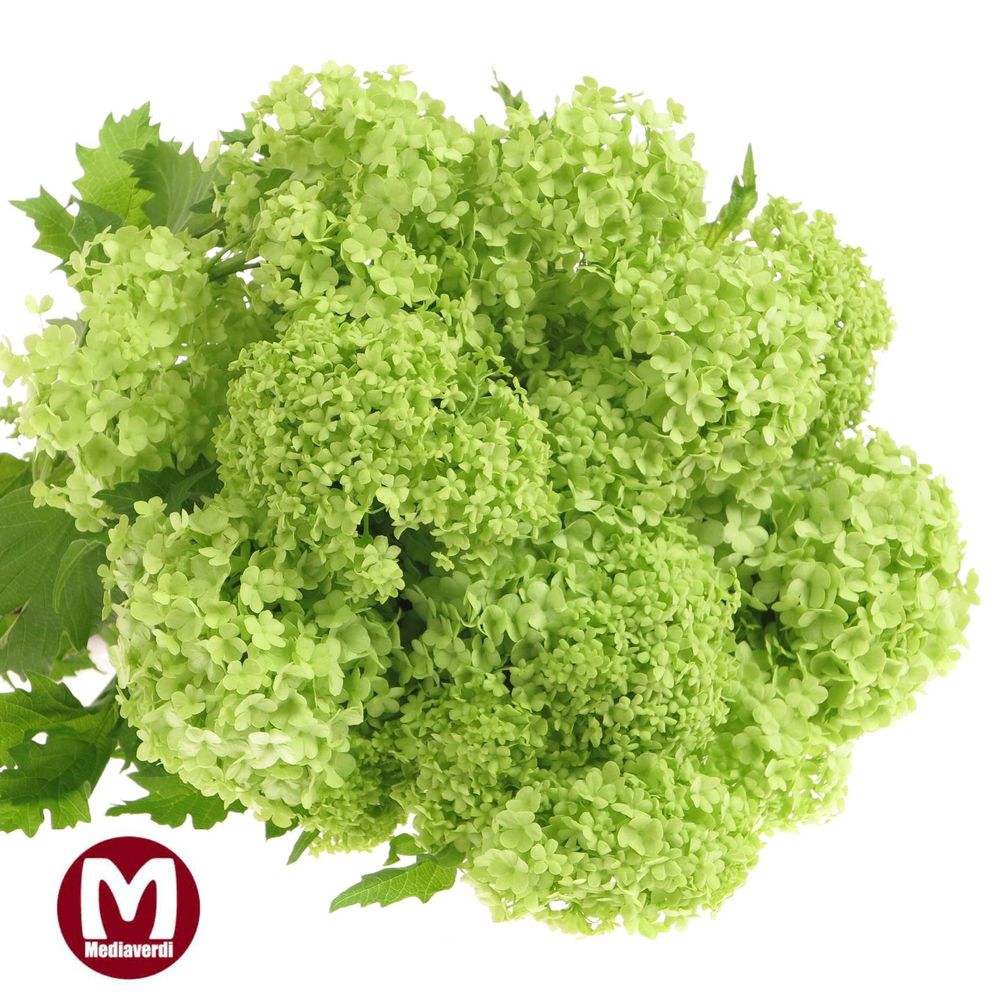 Schneeball grün Mediaverdi 4+Kopf 100cm