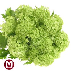 Schneeball grün Mediaverdi 4+Kopf 100cm