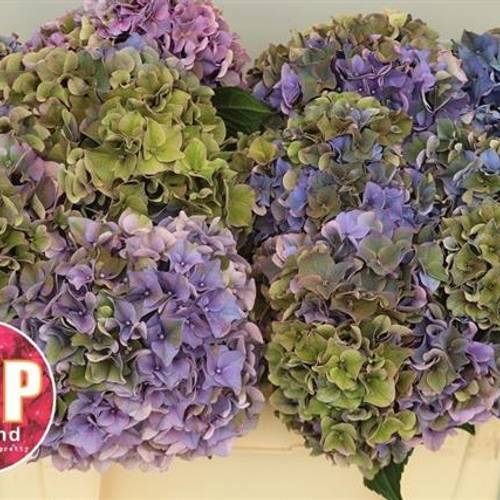 Hortensie grün/blau Rodeo Bol 16-18cm 40cm