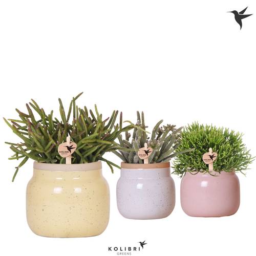 Rhipsalis mix im Vintage Keramik T09 H020