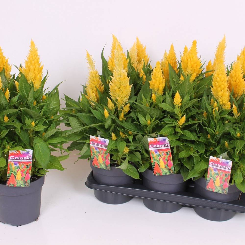 Celosia gelb Kelos Atomic T17 H040
